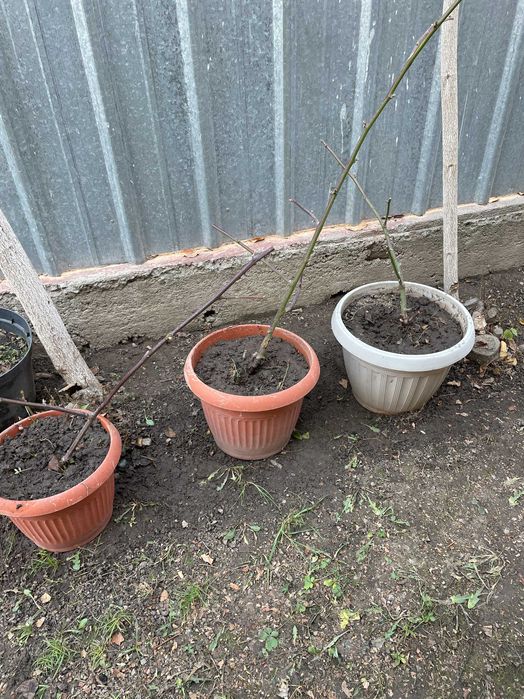 Саженцы Ежемалины 2-х летка.