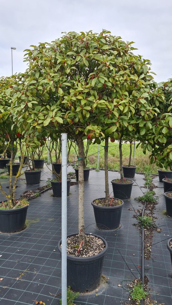 Ilex  evonimus  photinia