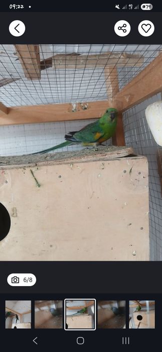 Tayyor pefchi sotiladi 500 ming