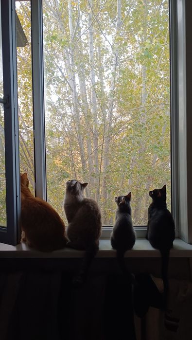 Отдам очень красивых котят