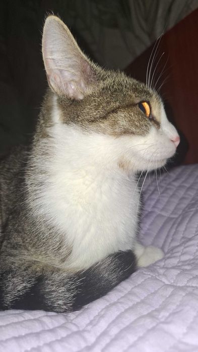 Отдам в хорлшие руки