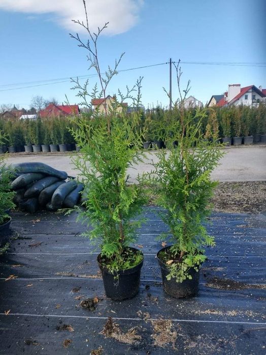 Tuia Brabant 90-100 CM pentru Gard viu