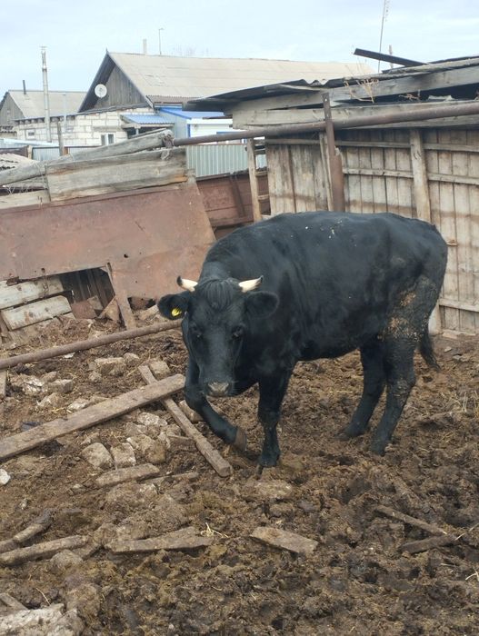 Продам телку стельную