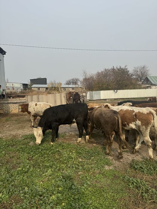 Потсосные бычки.