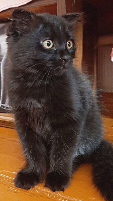 Породистый котёнок Скотиш Фолд 2 месяца