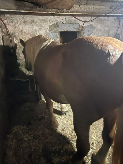 Vind iapă  de 12 ani