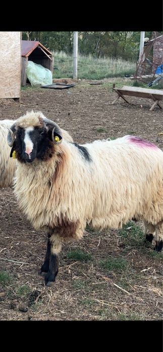 Berbecut de anul acests   breaz de Hateg