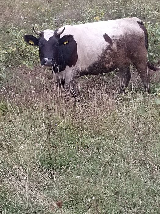 Vacă de vanzare tânără