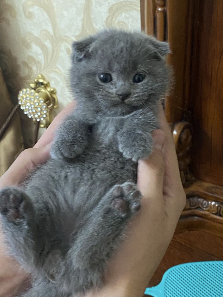 ПРОДАЕТСЯ 5 очераваткльных  котят
