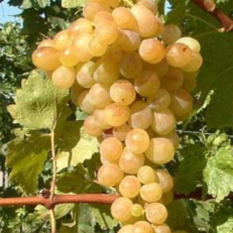 Vita de vie alba nobila de masa 28 de soiuri