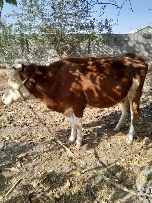 Семинтал сотилади