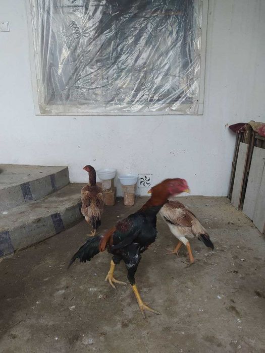 Дакан хурозлар товуклар сотилади