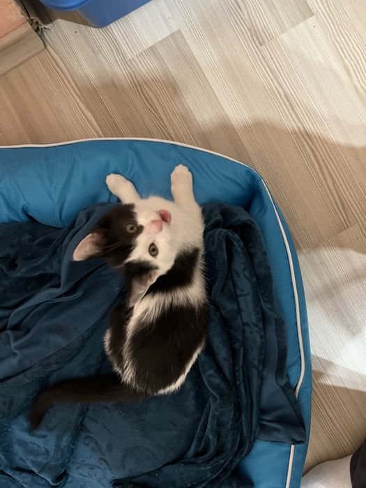 Подарявам мъжко коте