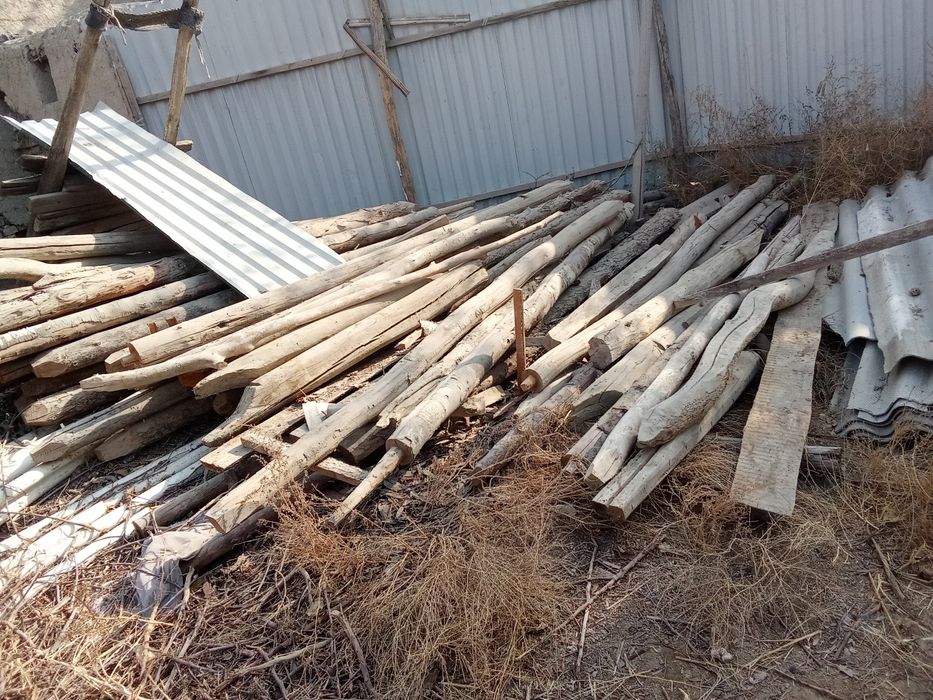 Qalama bolor shifir sotiladi