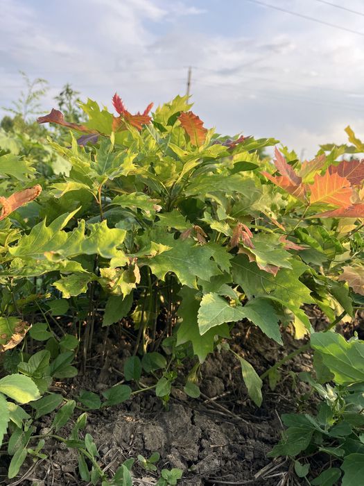 Vând puieți de ulm,salcâm,stejar,paulownia,tei,glădiță,mesteacăn,