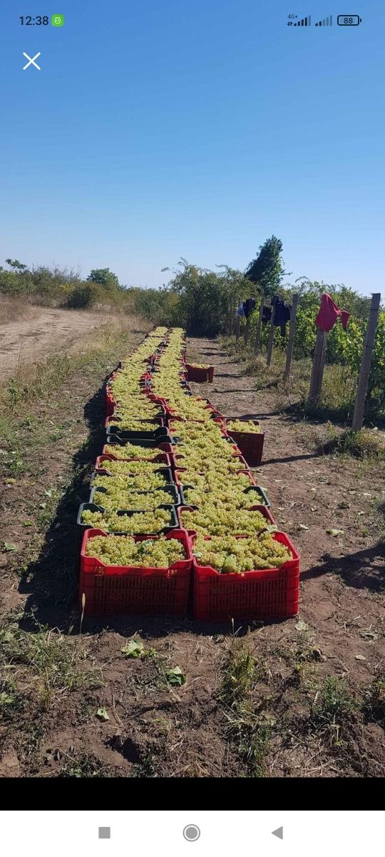 Avem struguri de vin producție 2023