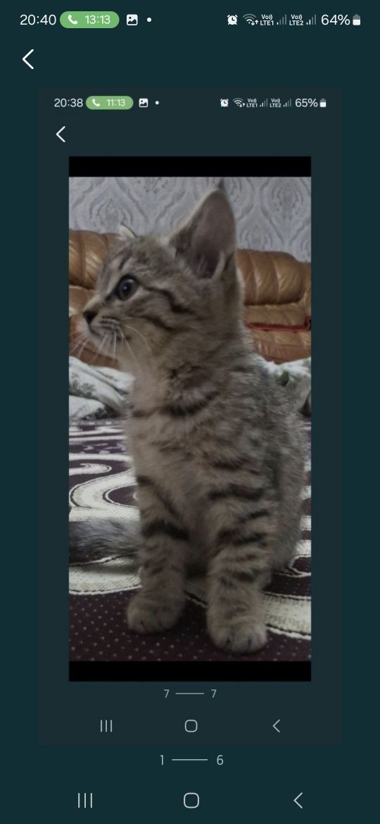 Котята Британцы в добрые руки