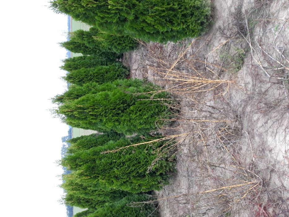 Vand tuia(thuja) smaragd si columnaris(smarald)