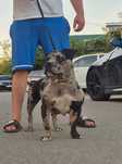 American bully pocket