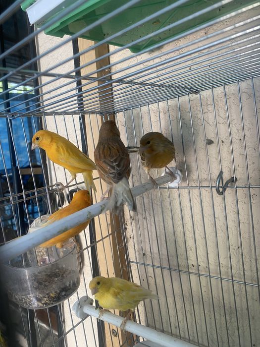 Qushlar sotiladi kanareyka канарейка