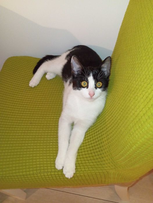 Donez gratis pui pisica spalata, deparazitata, blanda, afectuoasa