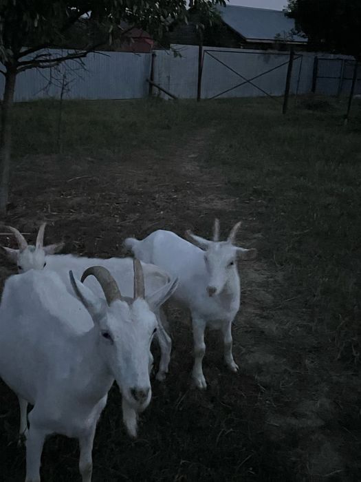 Vând capra cu iadă sannen