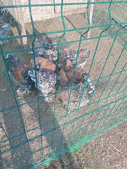 Brahma porțelan și bobat