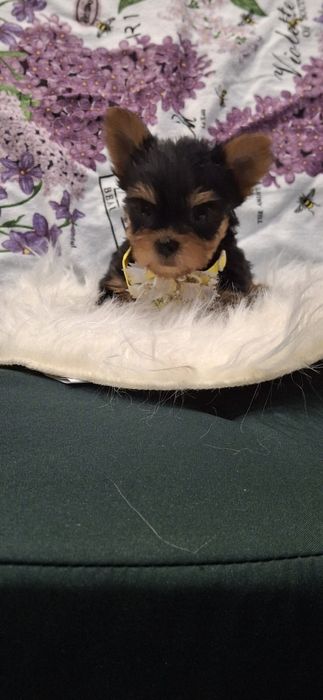 Йоркширски териер.Йорки