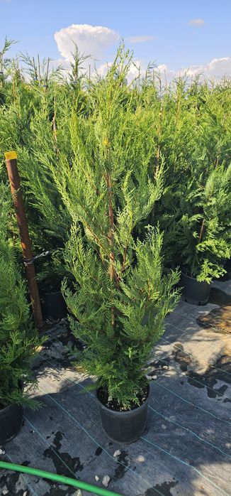 Cupressocyparis leylandii  - Photinia red robin  -