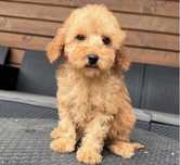 Maltipoo toy de vanzare