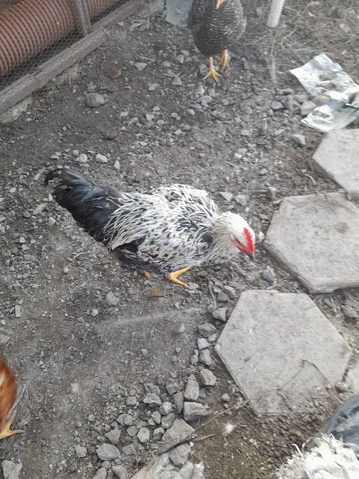 Продавам петлета на 8 месеца