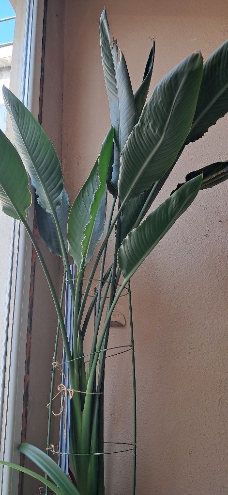 Strelitzia Reginae,(Pasarea Paradisului)