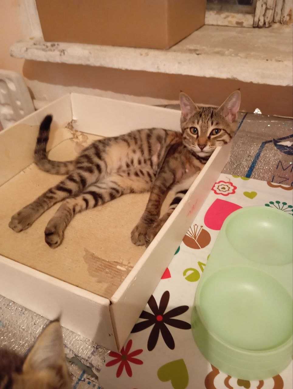 отдам котёнка бесплатно