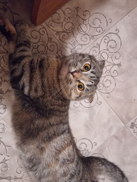 Шотландка вислоухая