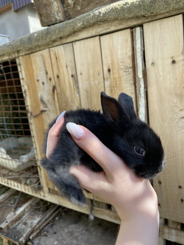 Кролики:черные, пятнистые, белые 1 месяц