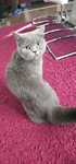 Donez british shorthair