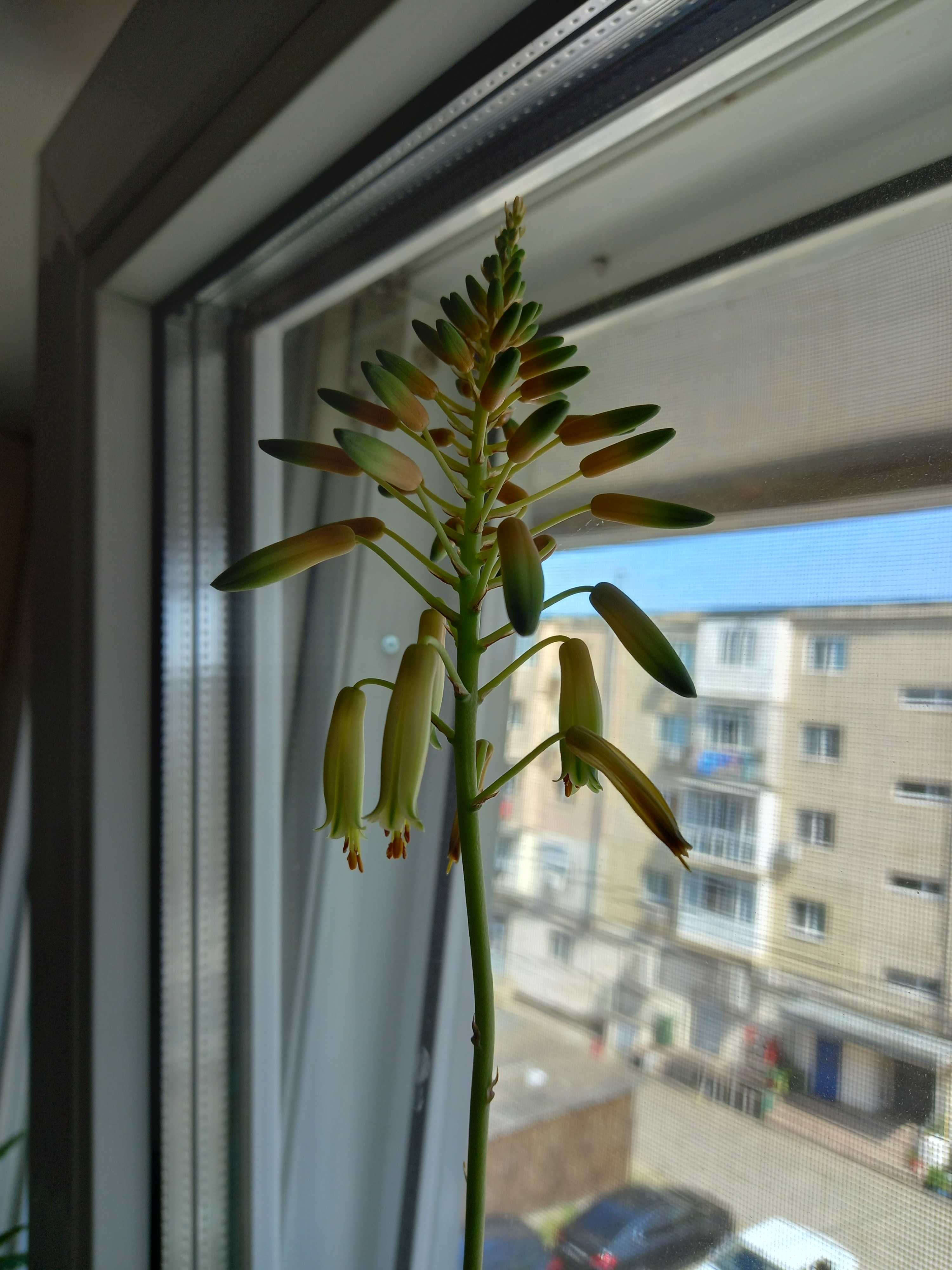 Aloe - care infloreste