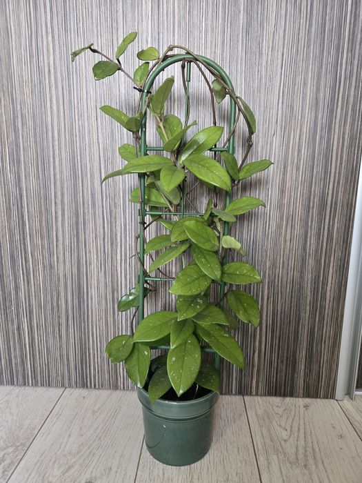 Hoya Carnosa, Lacrima Maicii Domnului cu pedunculi