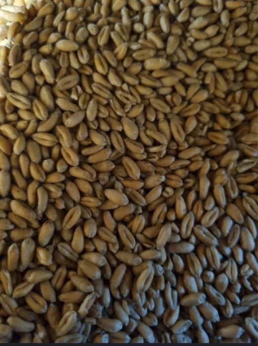 Porumb, grau si triticale de vanzare