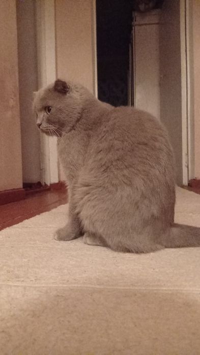 Мужик сотилади 1.5 йош