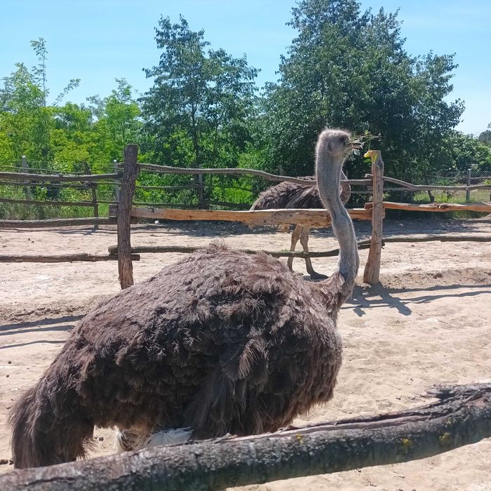 Struti reproducatori sau tineri pentru sacrficat