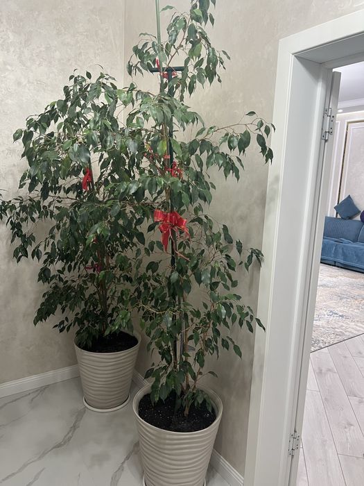 Продам цветы Фикус, каждая по 25000