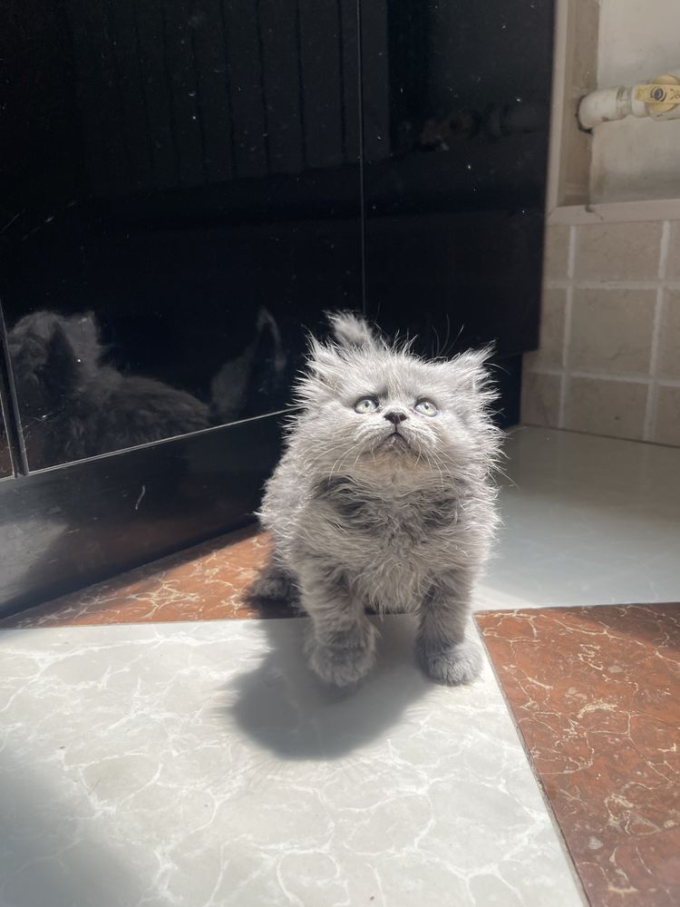 Котята Скотиш фолл и скотиш страйт