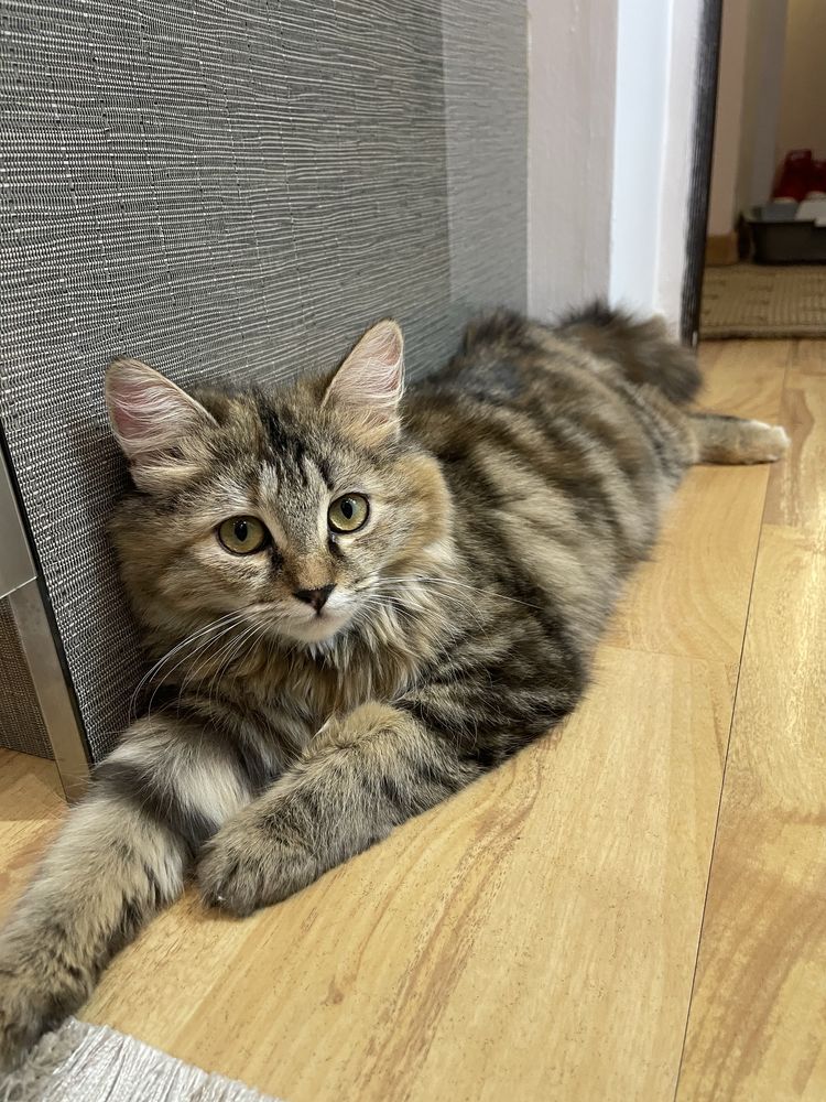 Отдам котят! 1,5 месяца