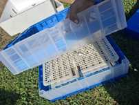 Incubator 120 oua