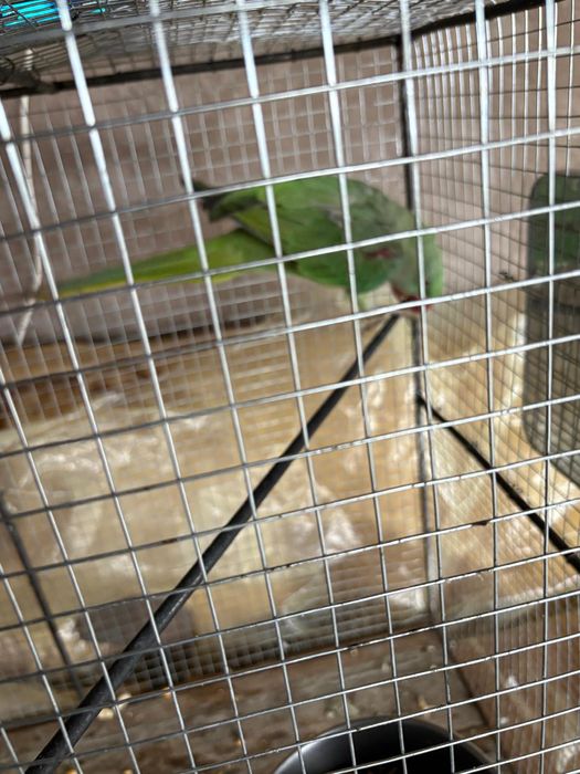 Marele Papagal Alexander