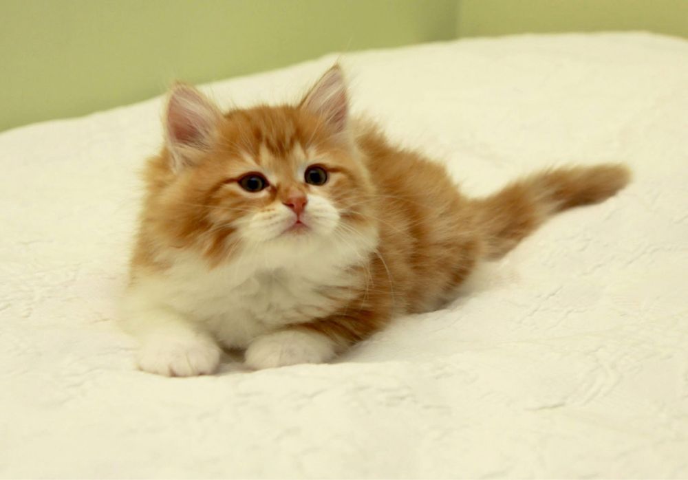 Femelă~ Siberiana de pădure ~