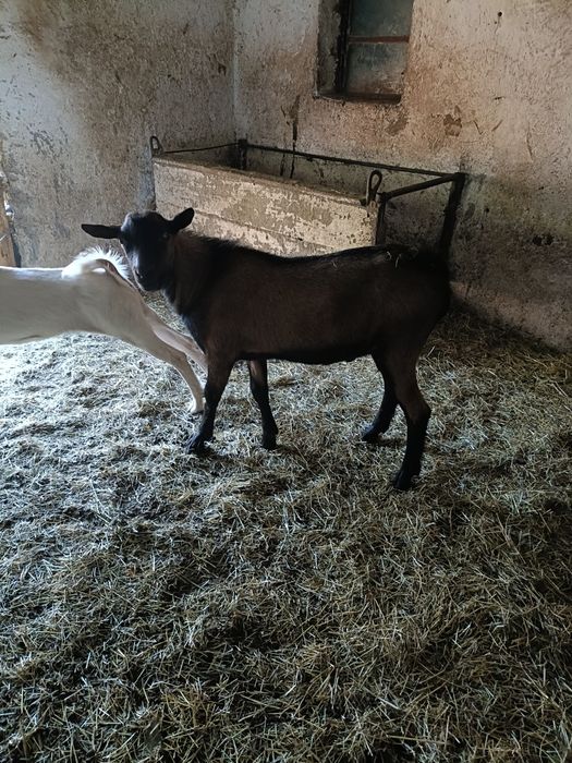 Țap alpin francez
