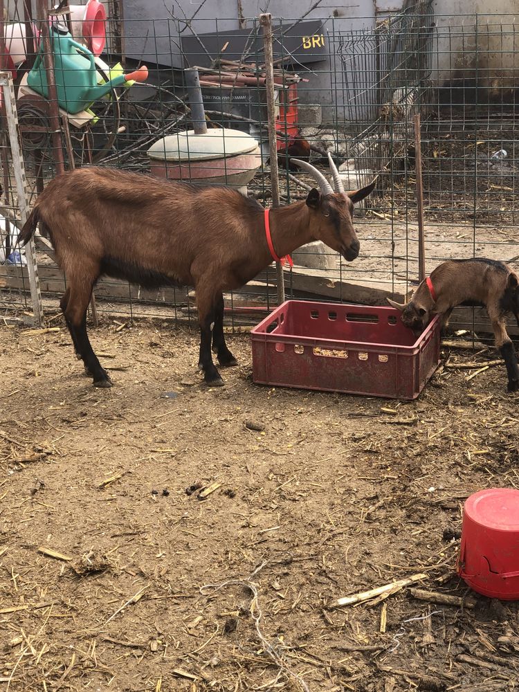 Capra alpina Franceza 1 ieduta prima fătare