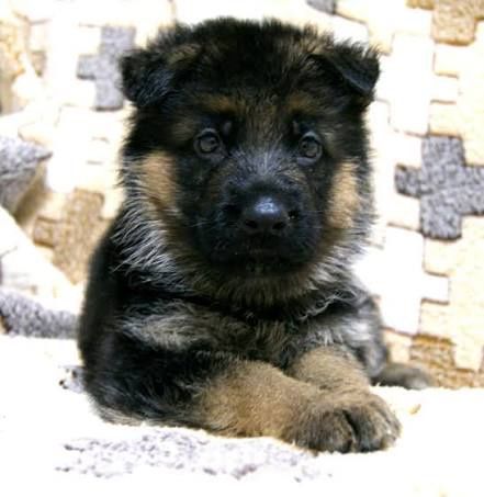 Щенки немецкой овчарки